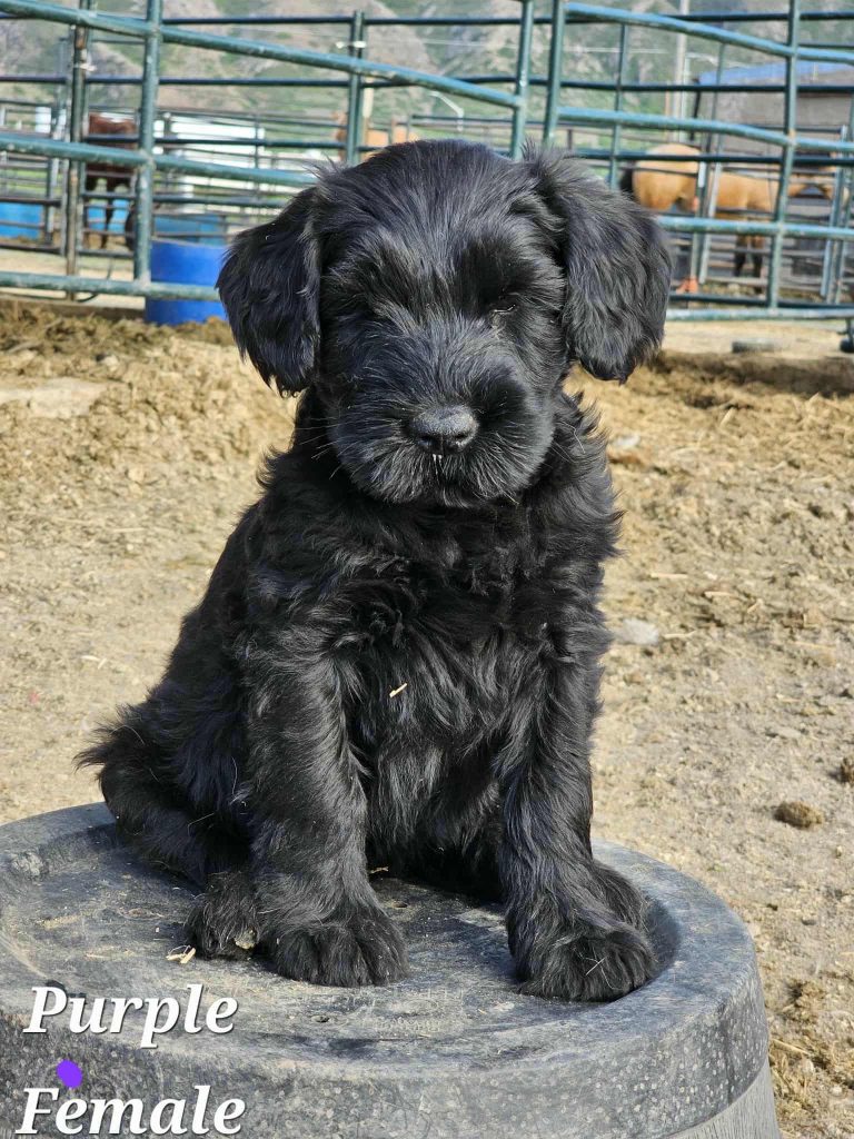 Giant Schnauzers